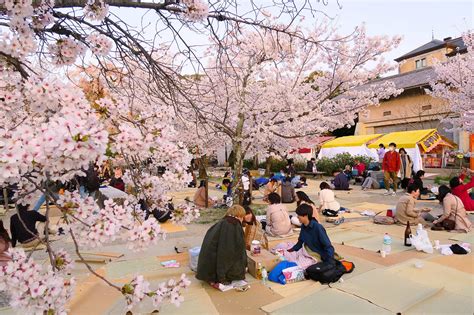 when is hanami in japan.